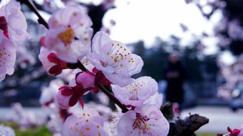 Close-up of pink cherry blossoms in spring