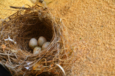 High angle view of eggs in nest on field