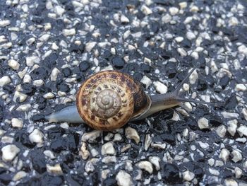 Close-up of snail