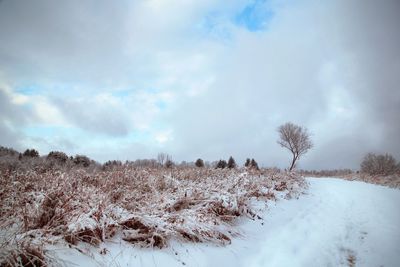 Trees on snow covered field against sky