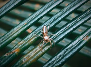 Close-up of spider on metal