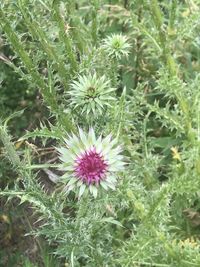 Close-up of purple flowering plants on field