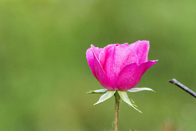 Close-up of pink flower