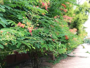 Red flowering plants in garden