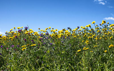 Yellow flowering plants on field against clear blue sky