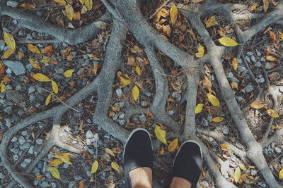 Low section of man standing on tree roots