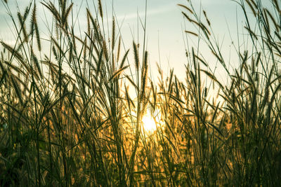 Close-up of wheat growing on field against sky during sunset