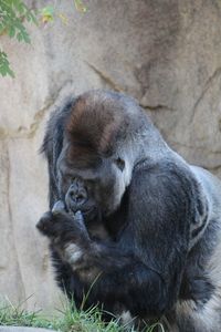 Gorilla in zoo