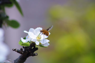 Close-up of insect on flower bombylius major fly 