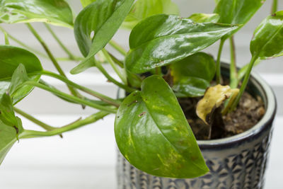 High angle view of fresh green leaves in potted plant