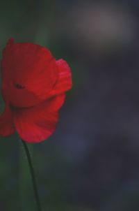 Close-up of red flower