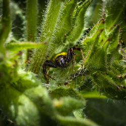 Macro-photo of spider on plant