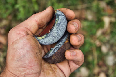 Close-up of person holding slices of neoboletus erythropus