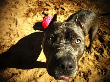 Close-up portrait of a dog