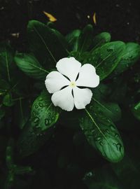 Close-up of white flower