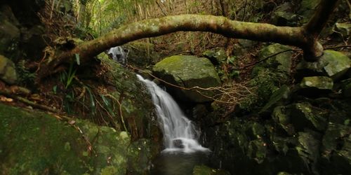 Scenic view of waterfall in forest