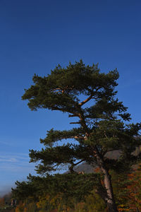 Low angle view of tree against clear blue sky