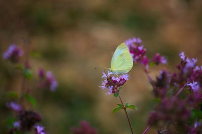 Close-up of butterfly on purple flowers