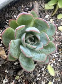 succulent plant