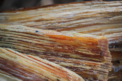 Close-up of log