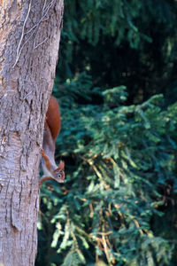 View of squirrel on tree trunk