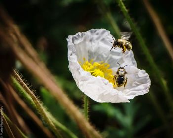 Bee pollinating flower