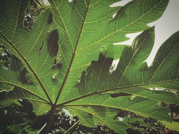 Close-up of green leaves on plant against sky