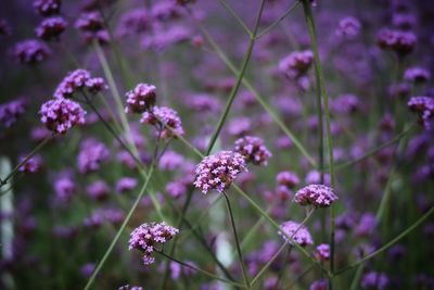 Close-up of pink flowering plants on field