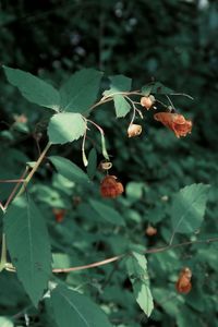 Close-up of berries growing on tree