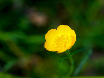 Close-up of yellow flowering plant