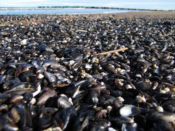 Aerial view of pebbles on beach