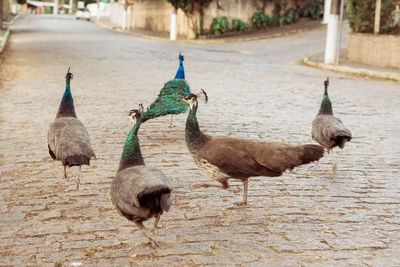 Pigeons on footpath