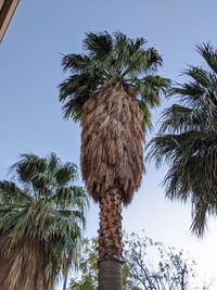 Low angle view of palm tree against blue sky