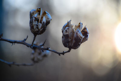 Close-up of dried plant