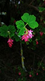 Close-up of pink flowering plant