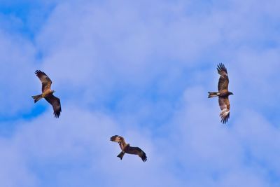 Low angle view of seagulls flying in sky