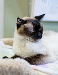 Close-up of cat resting on bed