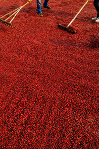 Low section of person standing on red floor