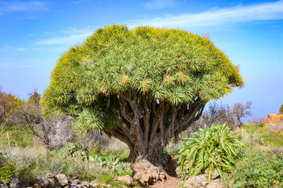 Tree growing on field against sky