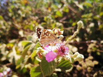 Close-up of butterfly pollinating on flower