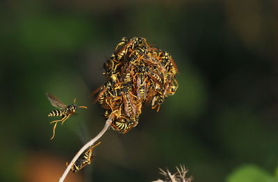 Close-up of wilted plant against blurred background