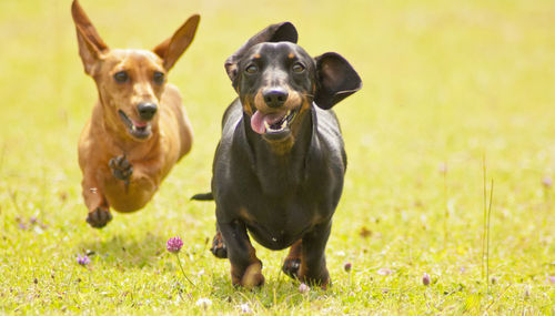 Portrait of a dog on field