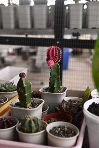 Close-up of potted plants on table