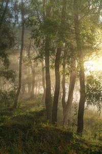 Trees in forest