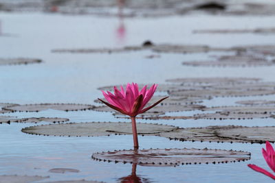 Close-up of pink flower against water