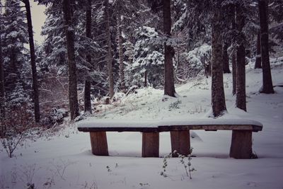 Trees on snow covered field in forest