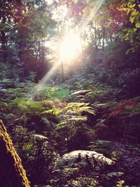 Sunlight streaming through trees in forest