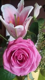 Close-up of pink rose blooming outdoors