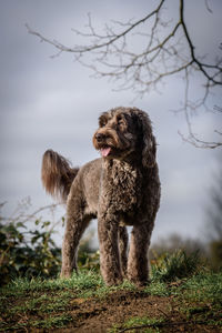 View of dog looking away on field