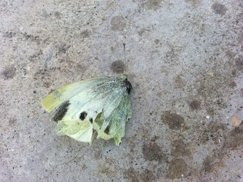 High angle view of caterpillar